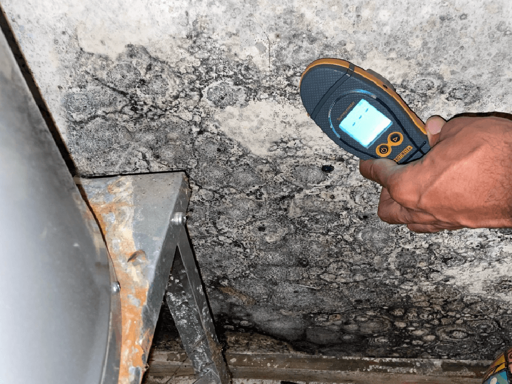 Mold Assessment Mold Assessment