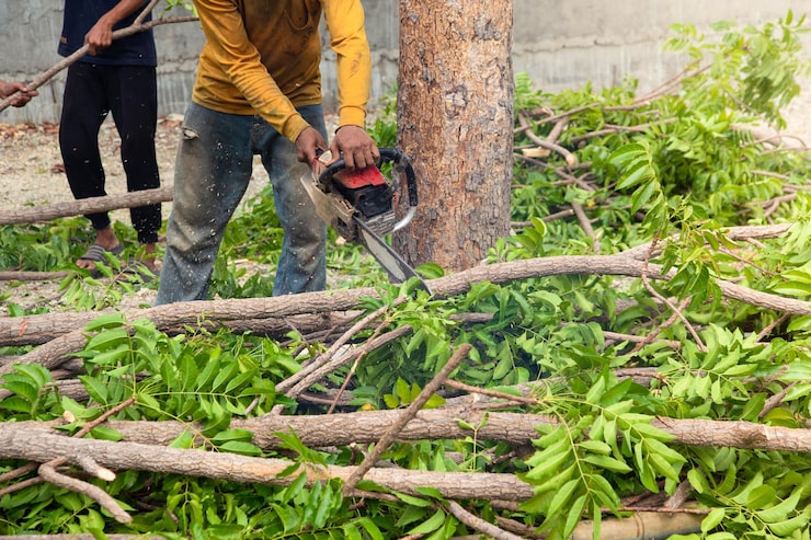 tree services in Melbourne tree services in Melbourne